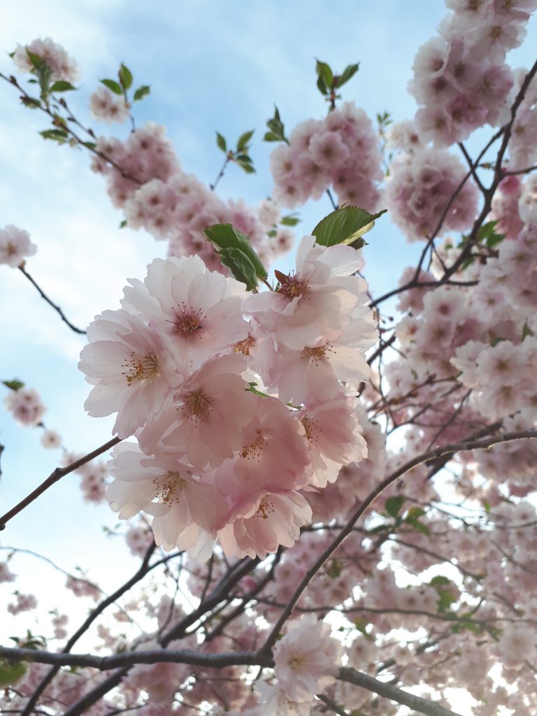 roihuvuori-blogikuva