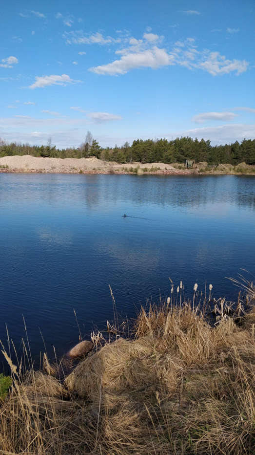 lempilintu-blogikuva